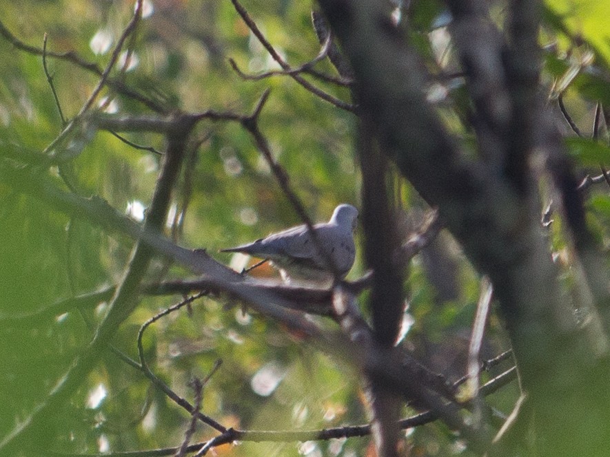 Plain-breasted Ground Dove - ML300589101