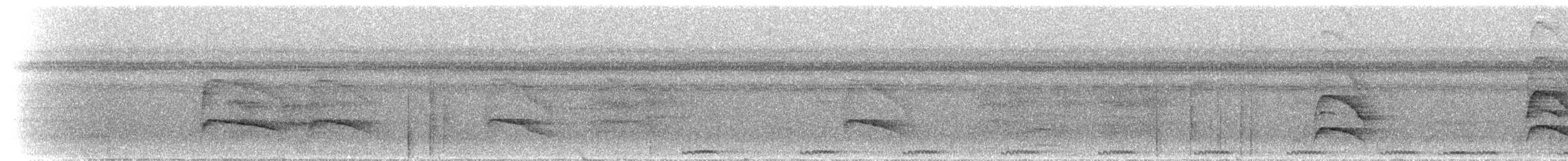 Белоухая якамара - ML300591