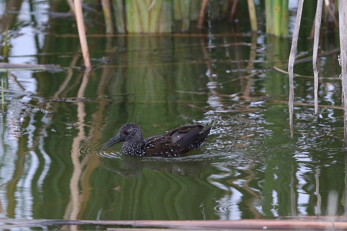 Spotted Rail - ML300592061