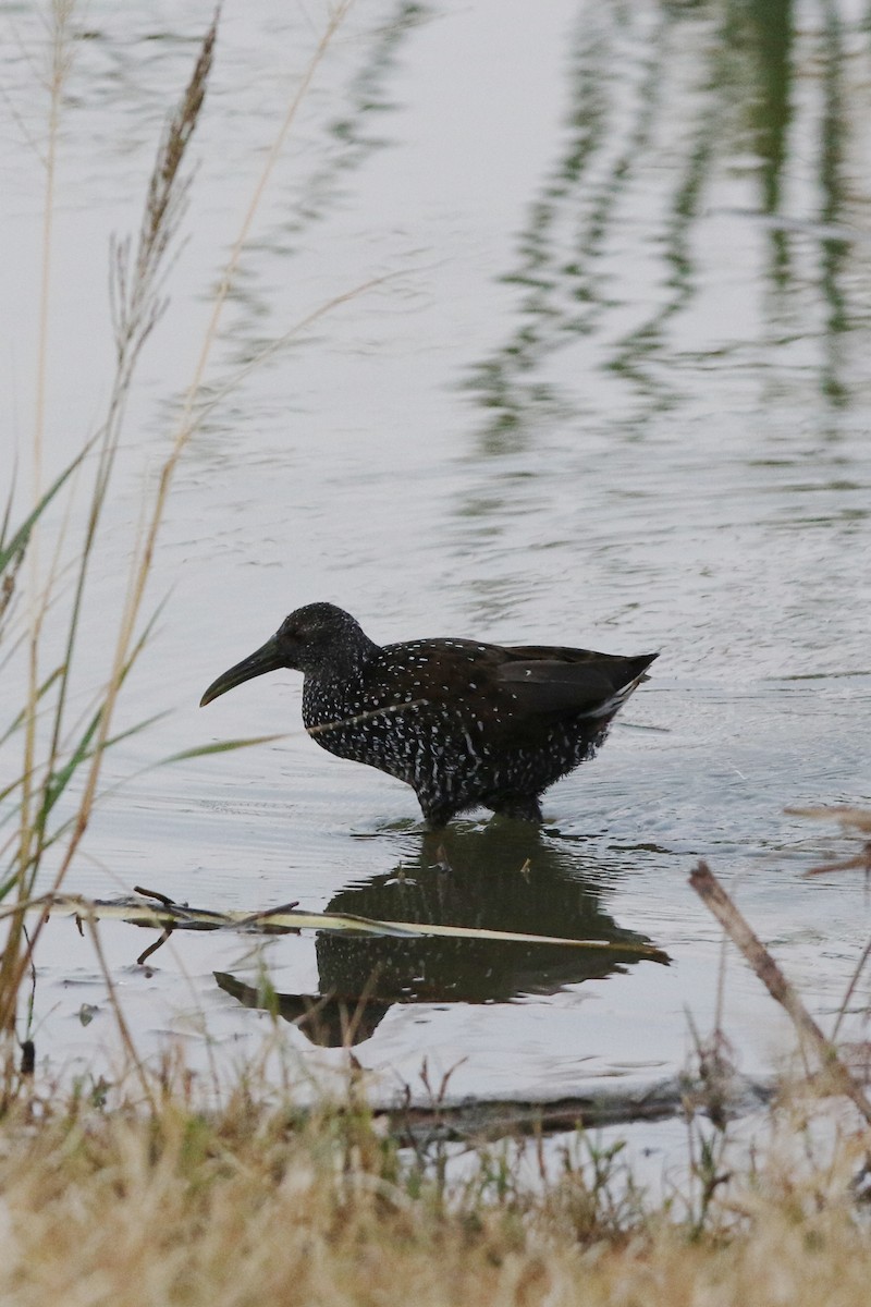 Spotted Rail - ML300592071