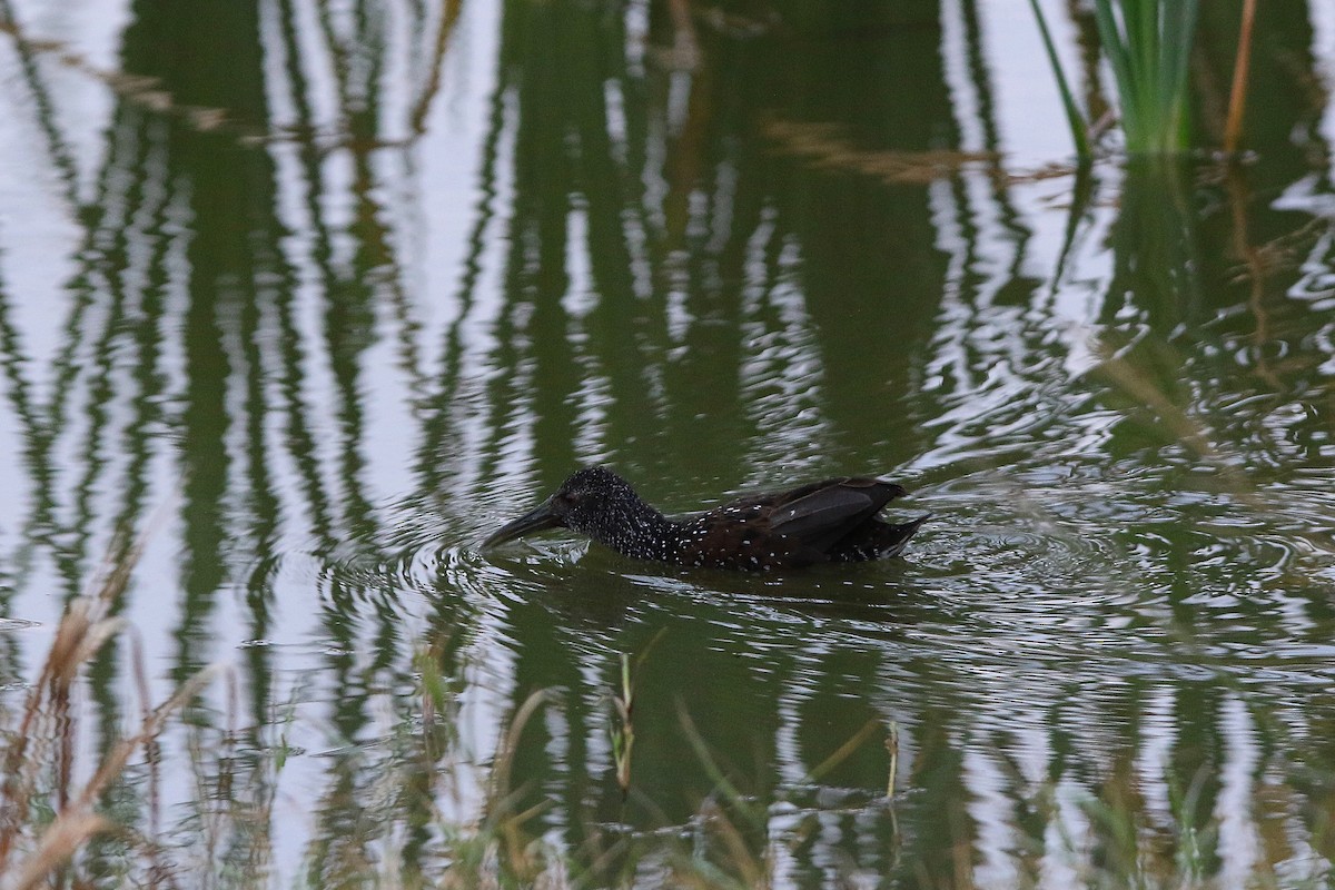 Spotted Rail - ML300592081