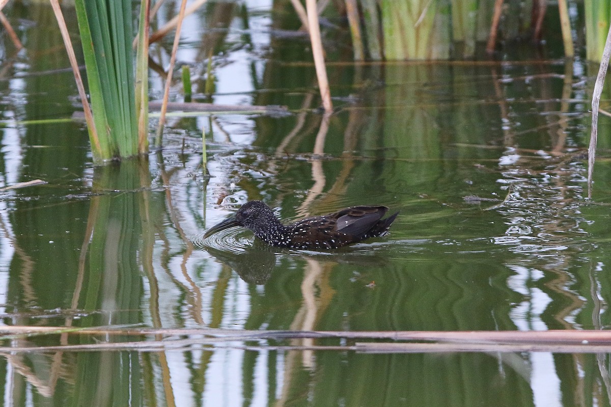 Spotted Rail - ML300592091