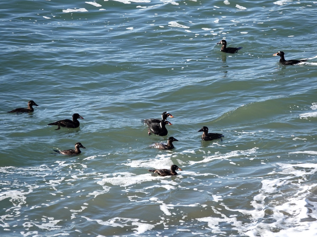 Surf Scoter - Norman Uyeda