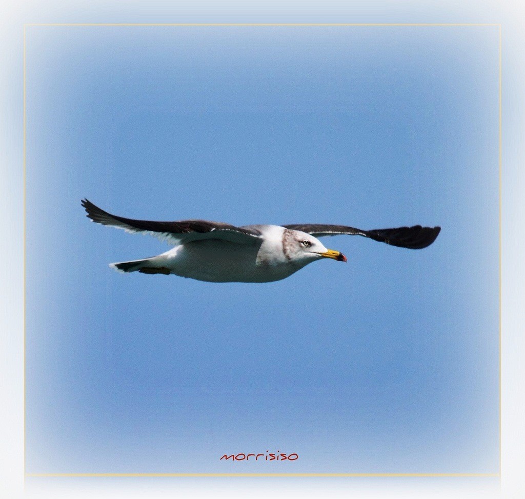 Black-tailed Gull - ML300597631