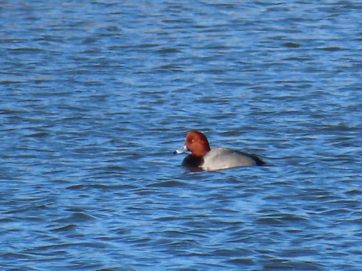 Redhead - ML300597961