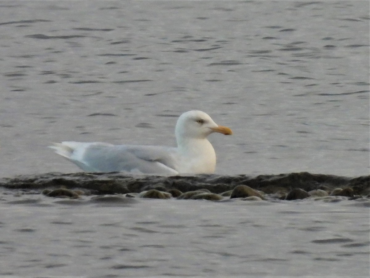 Glaucous Gull - ML300599841