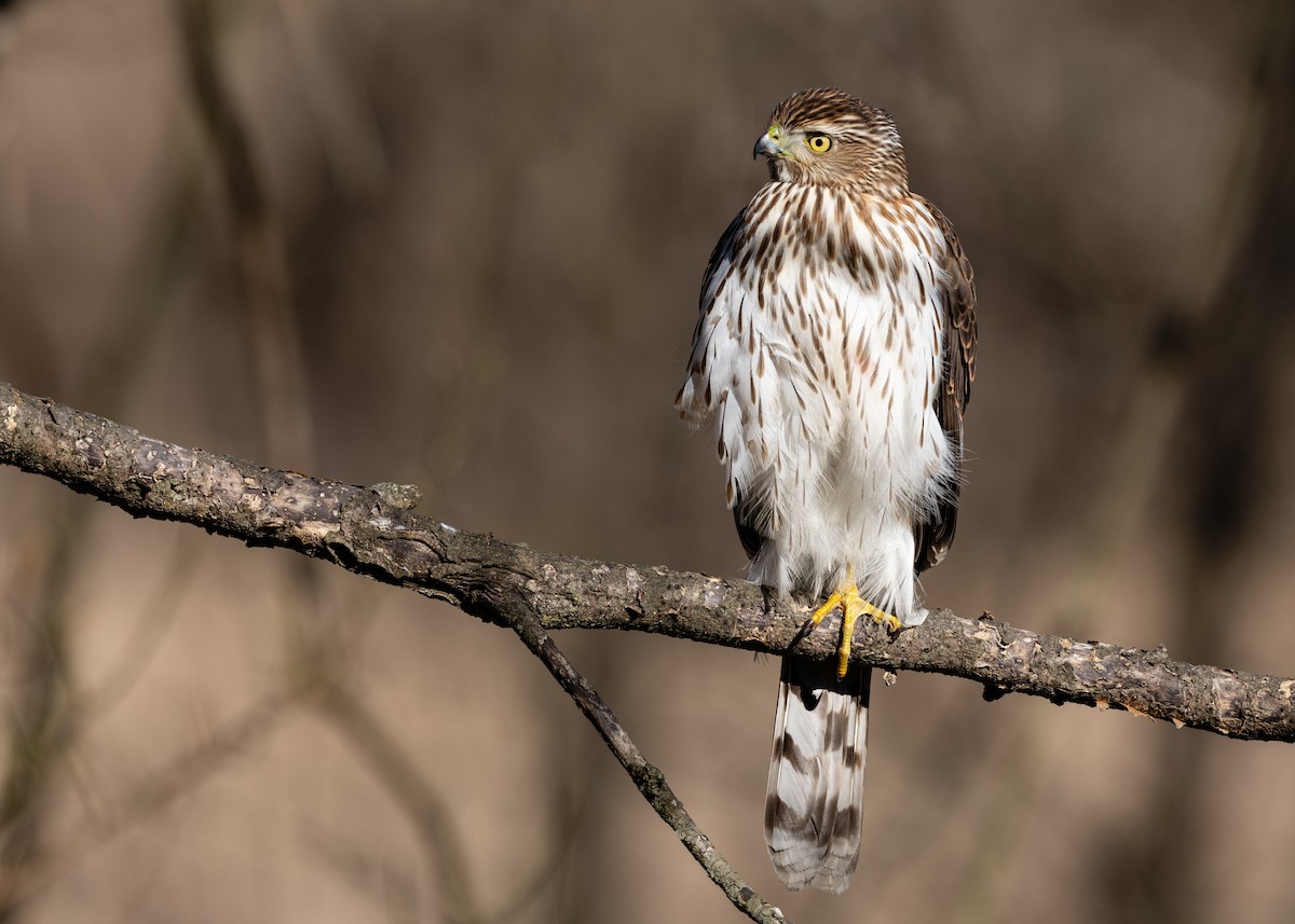 Cooper's Hawk - Joe Bailey