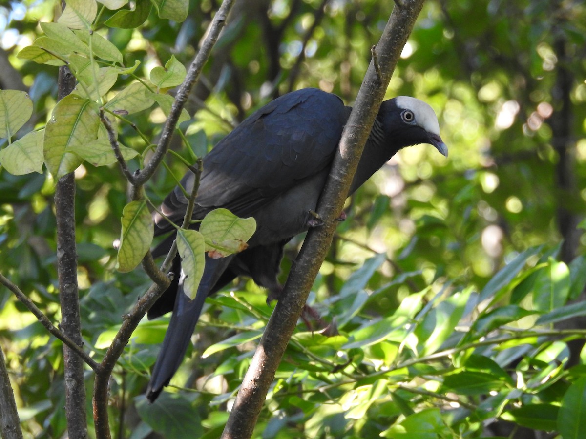 White-crowned Pigeon - ML300600831