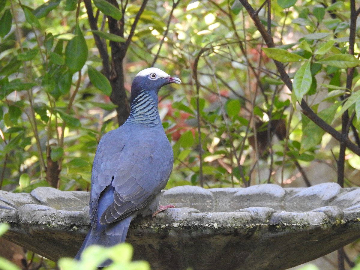 White-crowned Pigeon - ML300600861