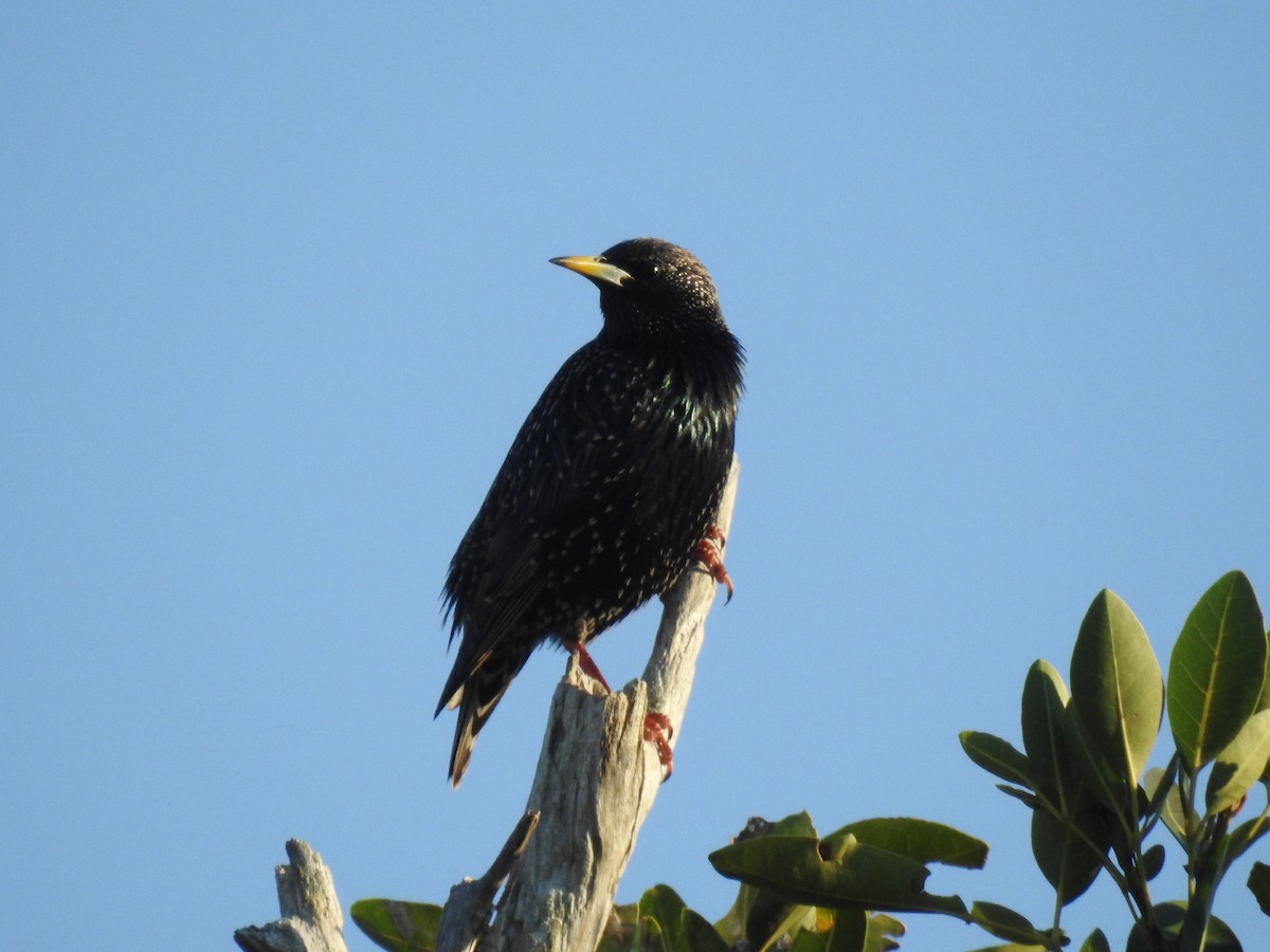 European Starling - ML300601491