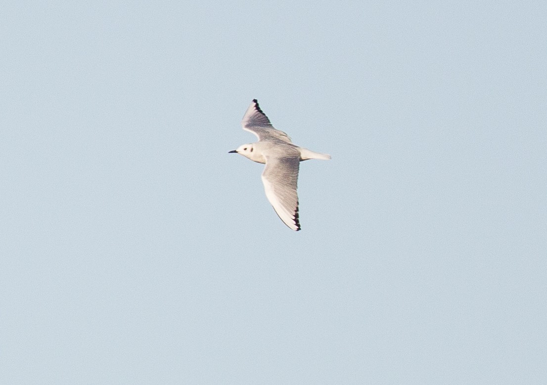 Mouette de Bonaparte - ML300601891