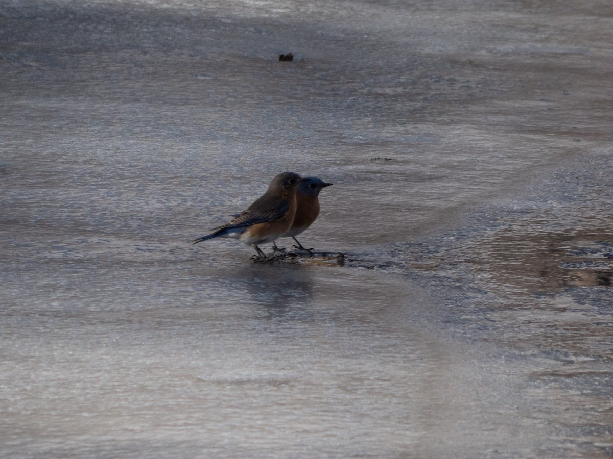 Eastern Bluebird - Amy Fredrickson