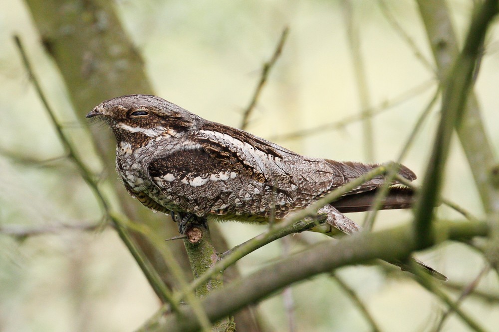 Eurasian Nightjar - Peter Kennerley