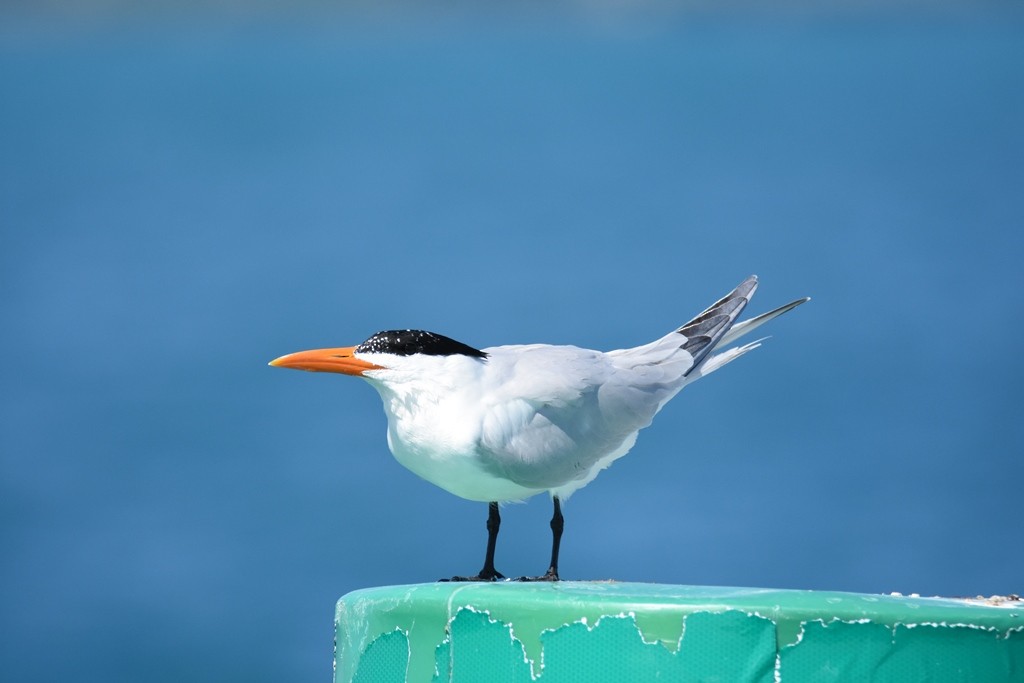 Royal Tern - ML30060461