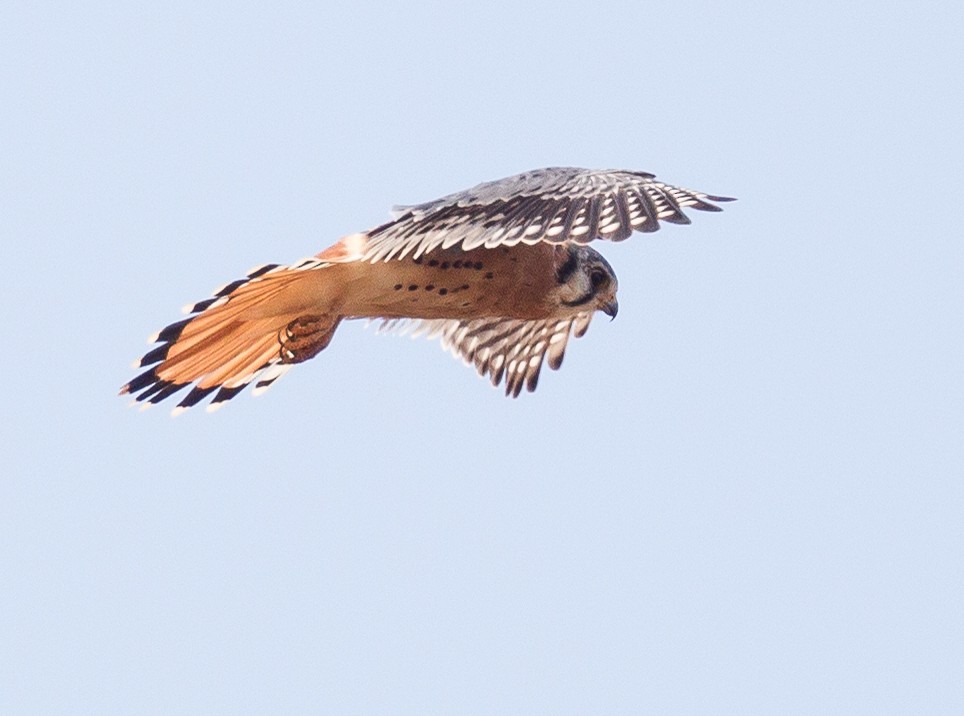 American Kestrel - ML300606031