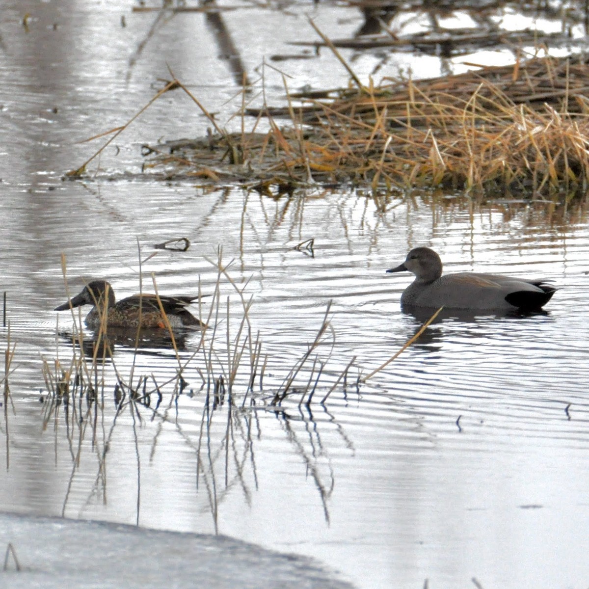 Northern Shoveler - Cheryl & Scott Taylor