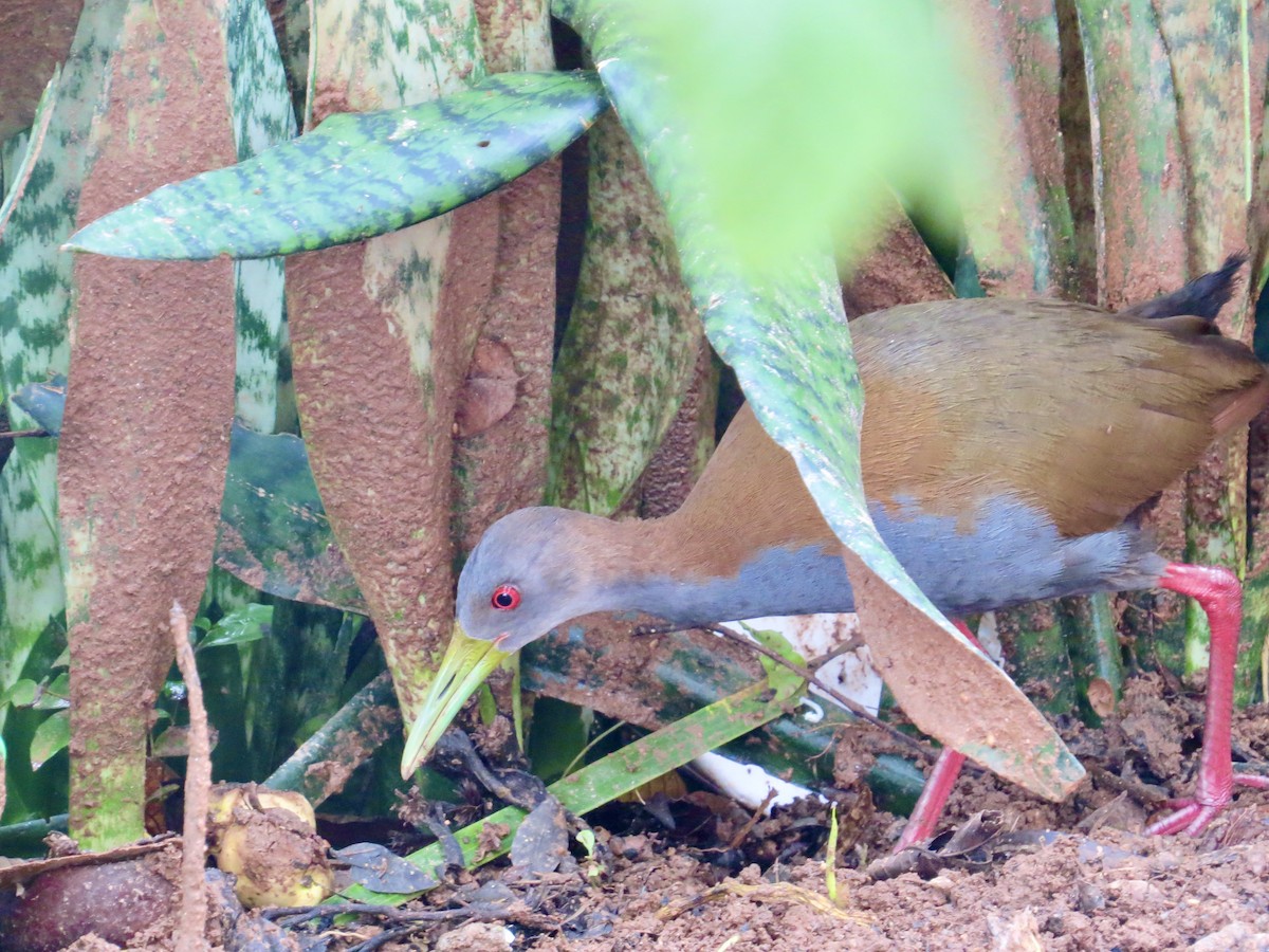 Slaty-breasted Wood-Rail - Clarisse Odebrecht