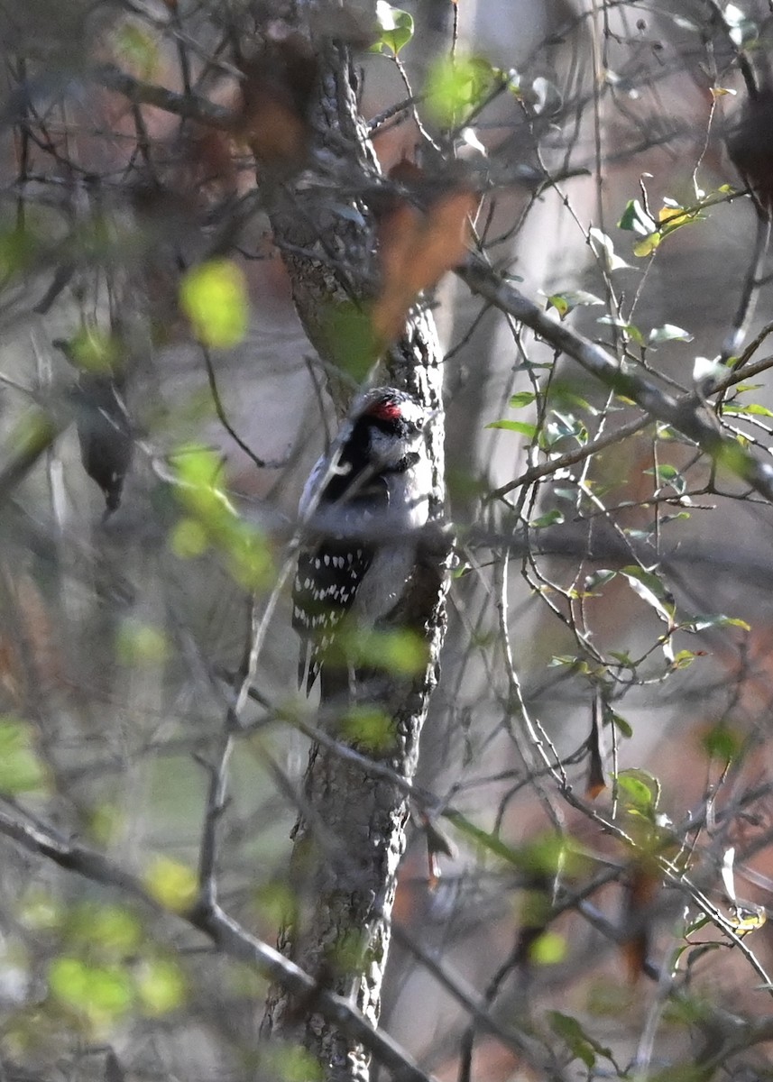 Downy Woodpecker - ML300607151