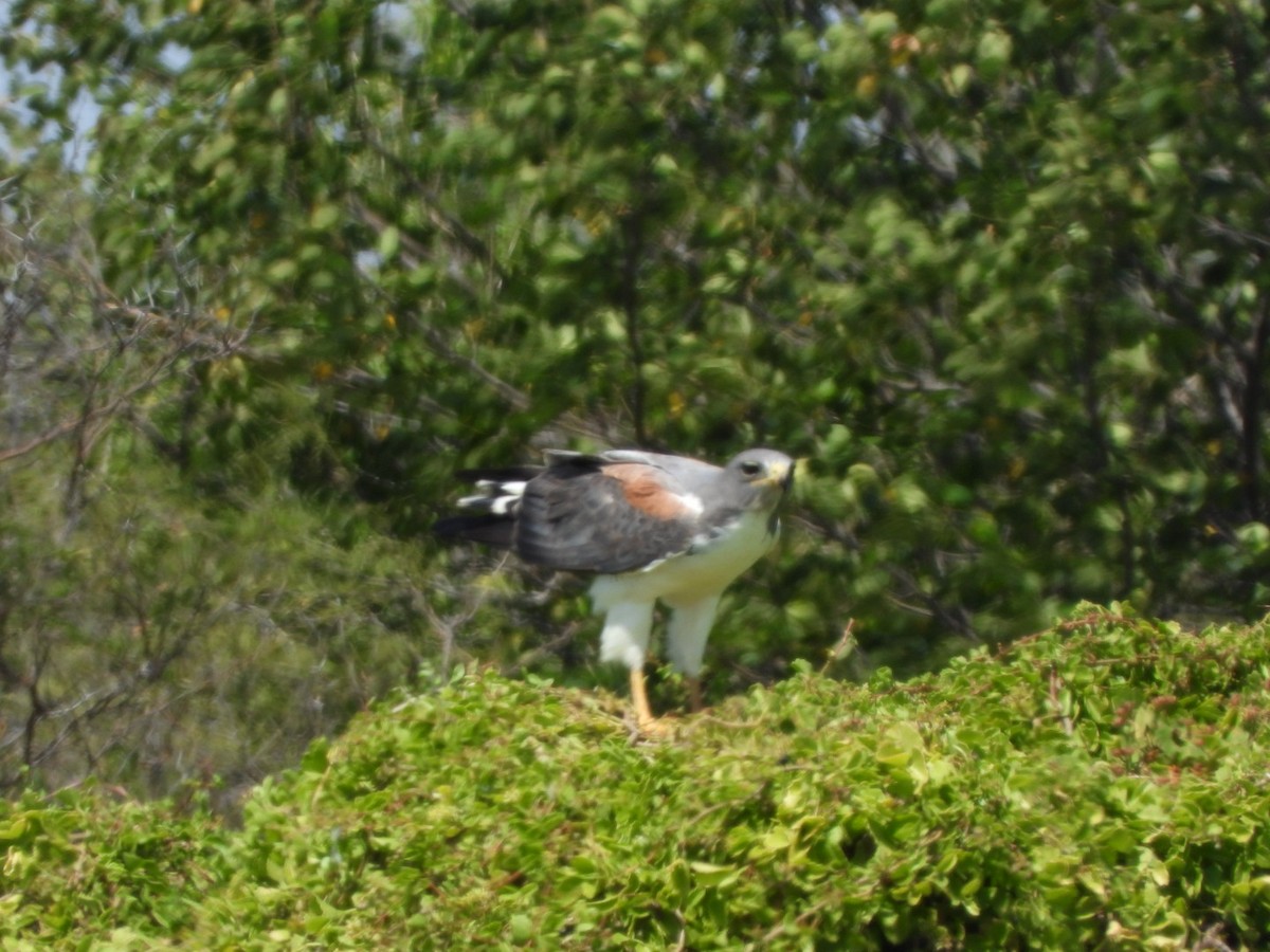 White-tailed Hawk - ML300607291