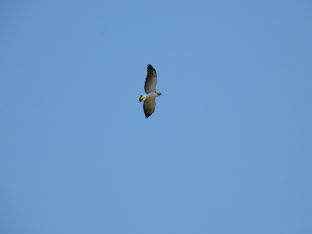 White-tailed Hawk - ML300607311