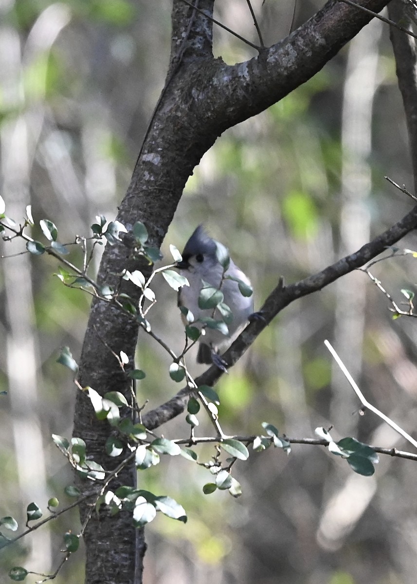 Tufted Titmouse - ML300607531