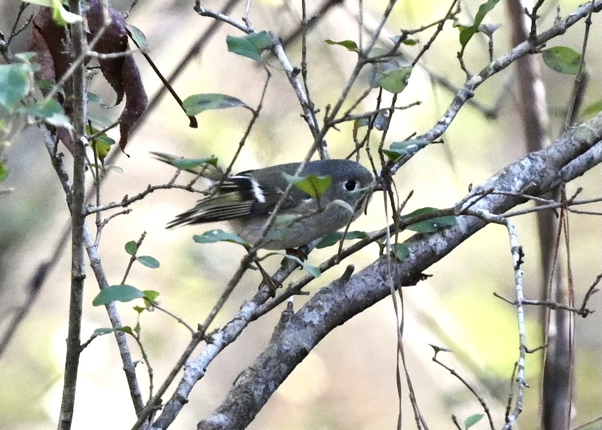 Ruby-crowned Kinglet - ML300607771