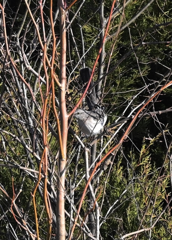 Northern Mockingbird - ML300607911