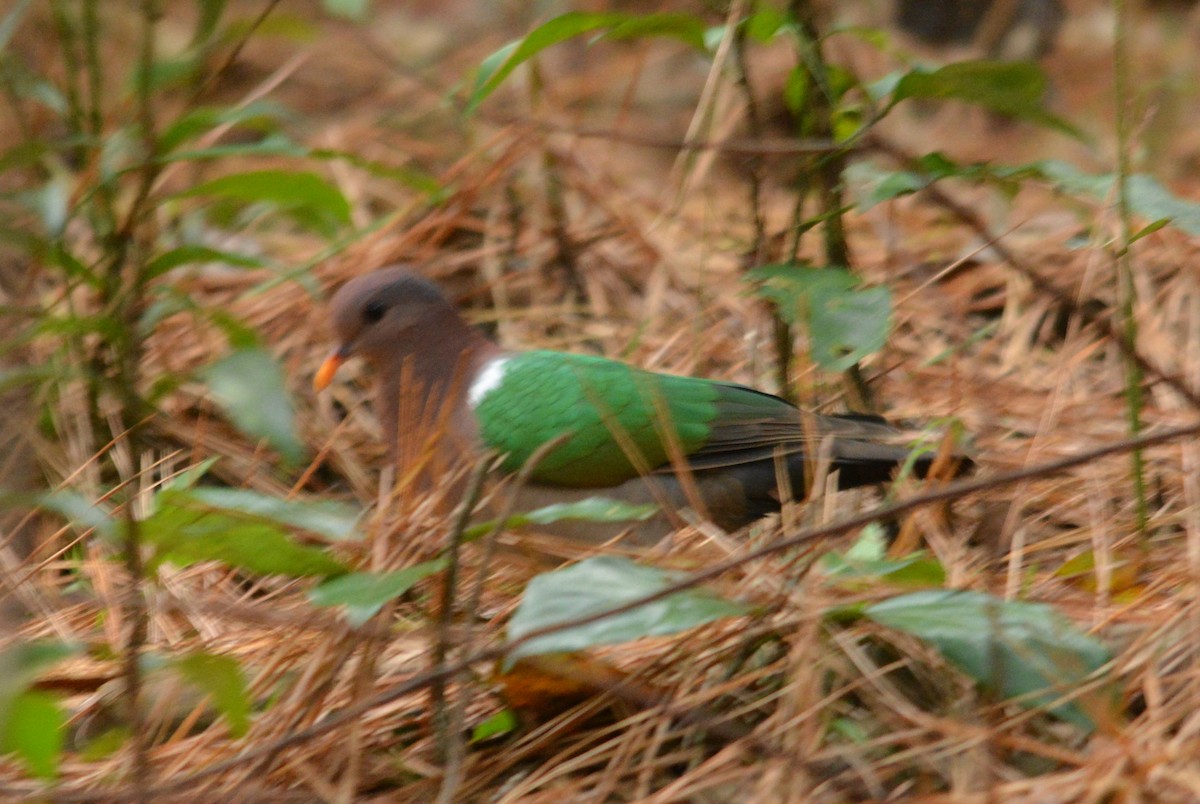 Pacific Emerald Dove - ML30060801