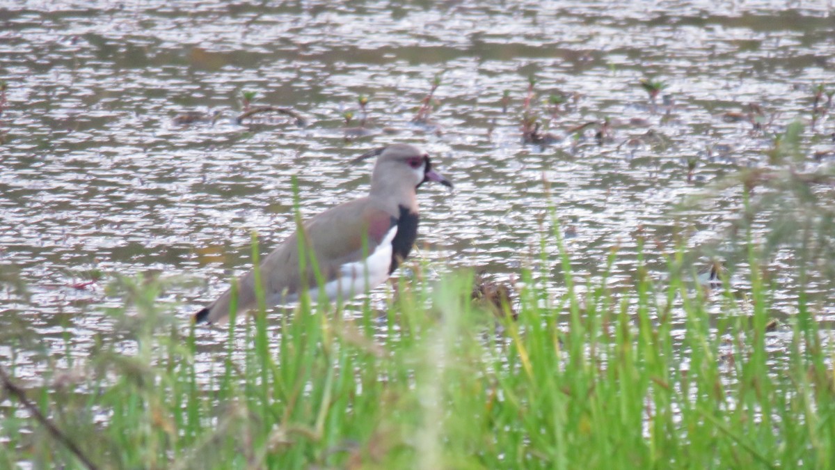 Southern Lapwing - ML300608151