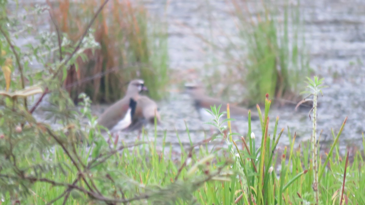 Southern Lapwing - ML300608371