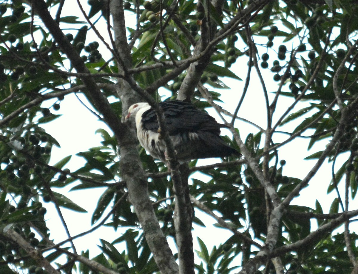 White-headed Pigeon - ML30060861