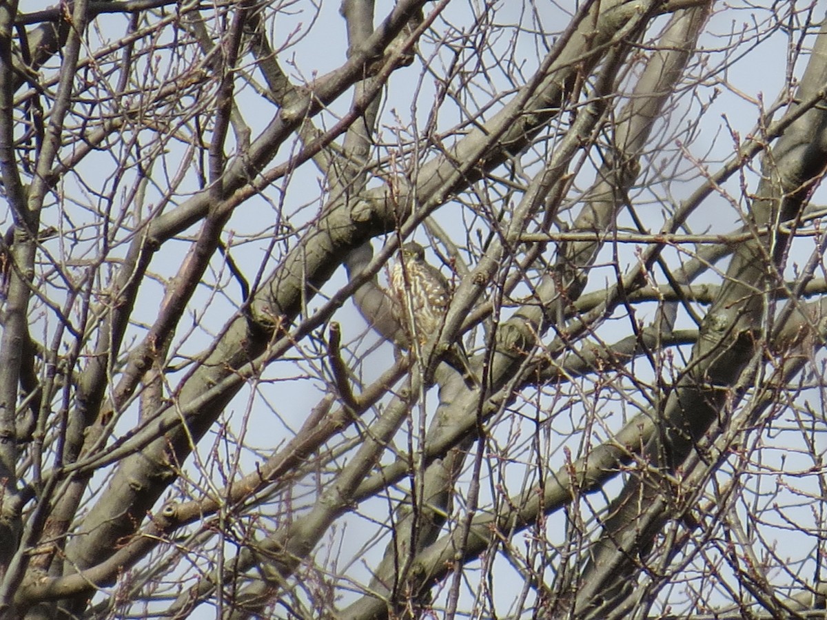 Merlin - ML300608801
