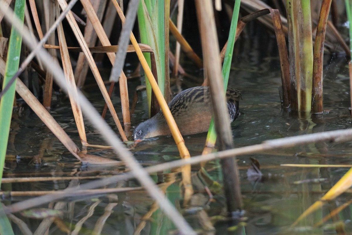 Virginia Rail - ML300611651