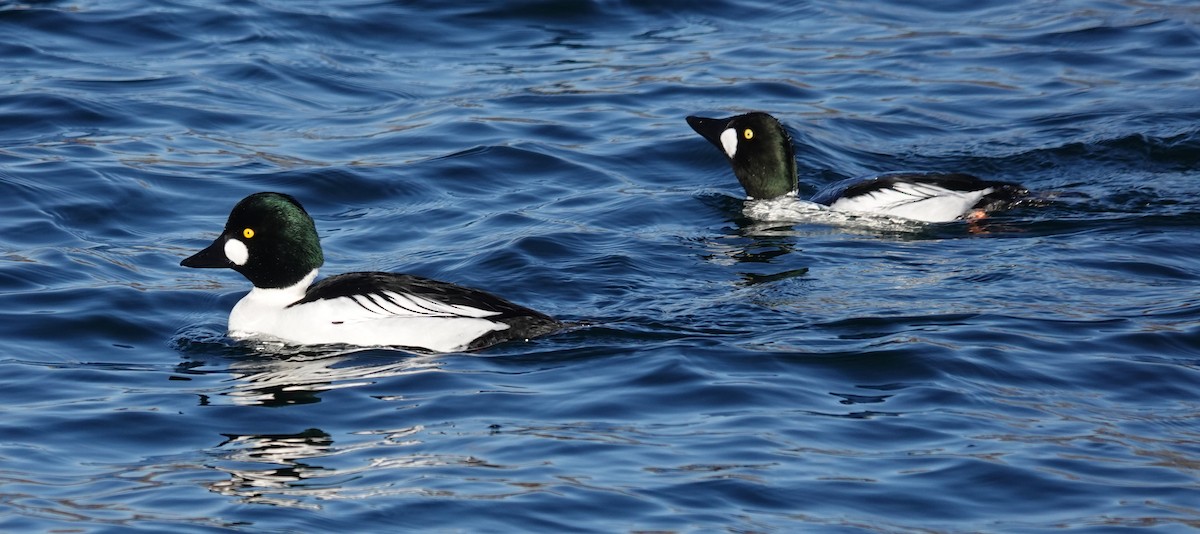 Common Goldeneye - mc coburn