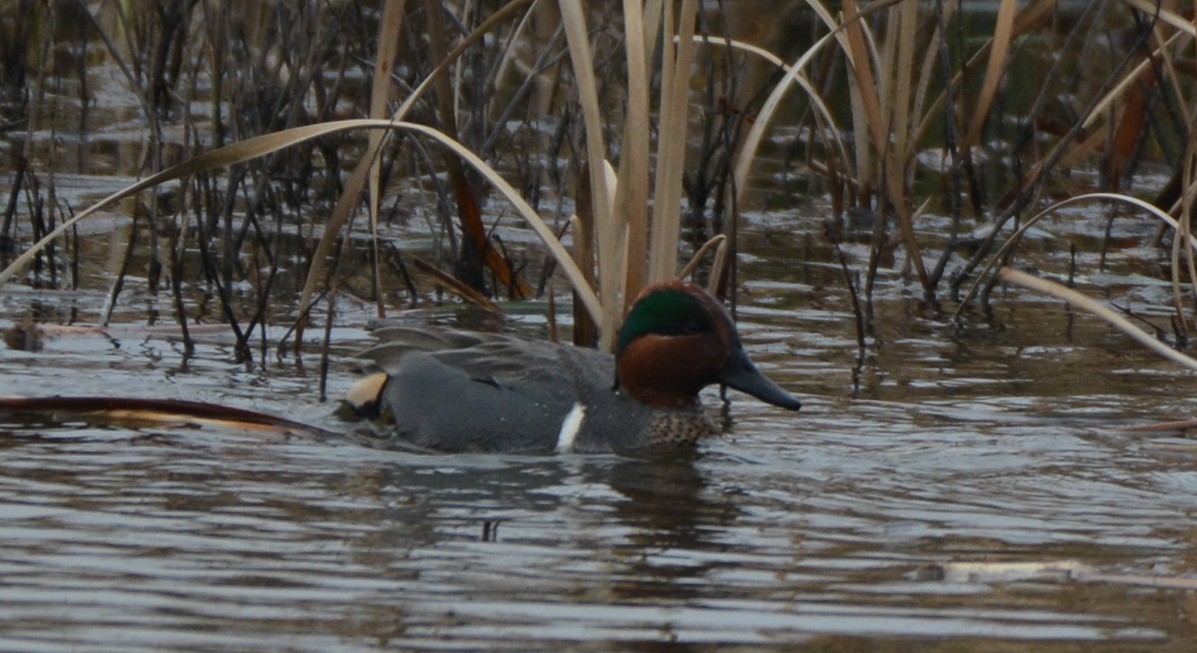 Green-winged Teal - ML300612511