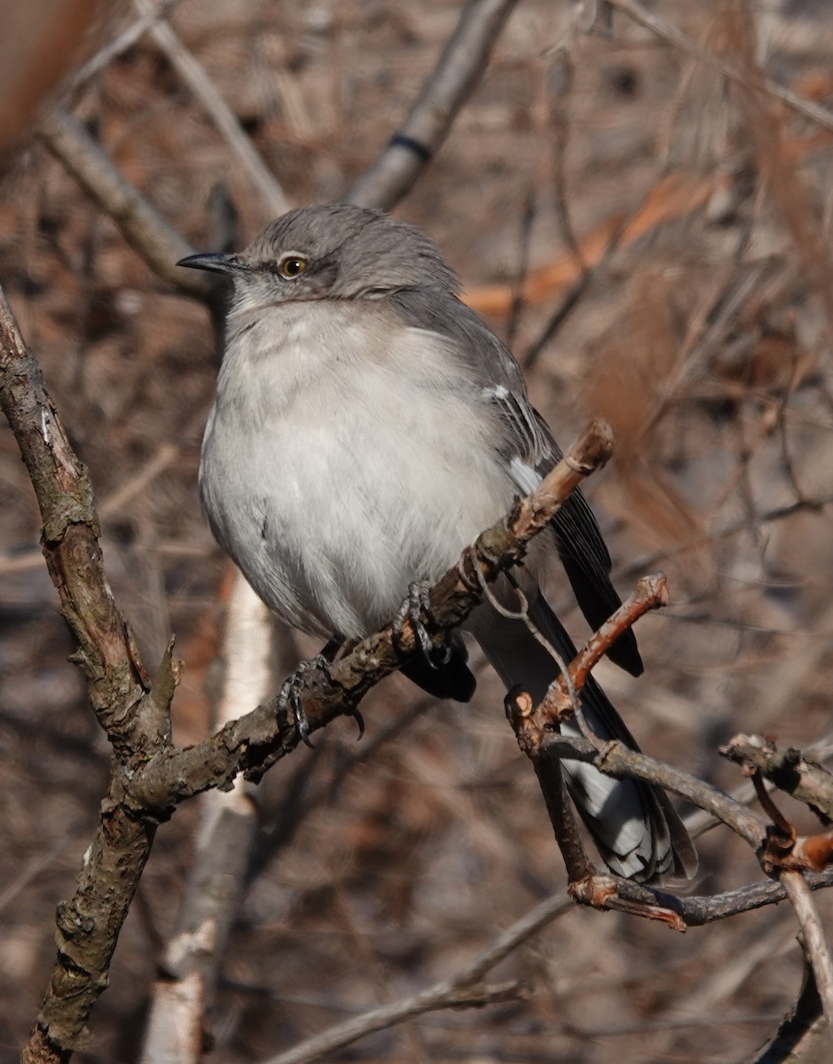 Northern Mockingbird - ML300612541