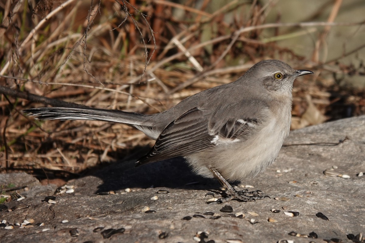 Northern Mockingbird - mc coburn