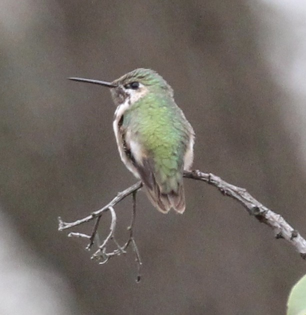 Calliope Hummingbird - ML300615021