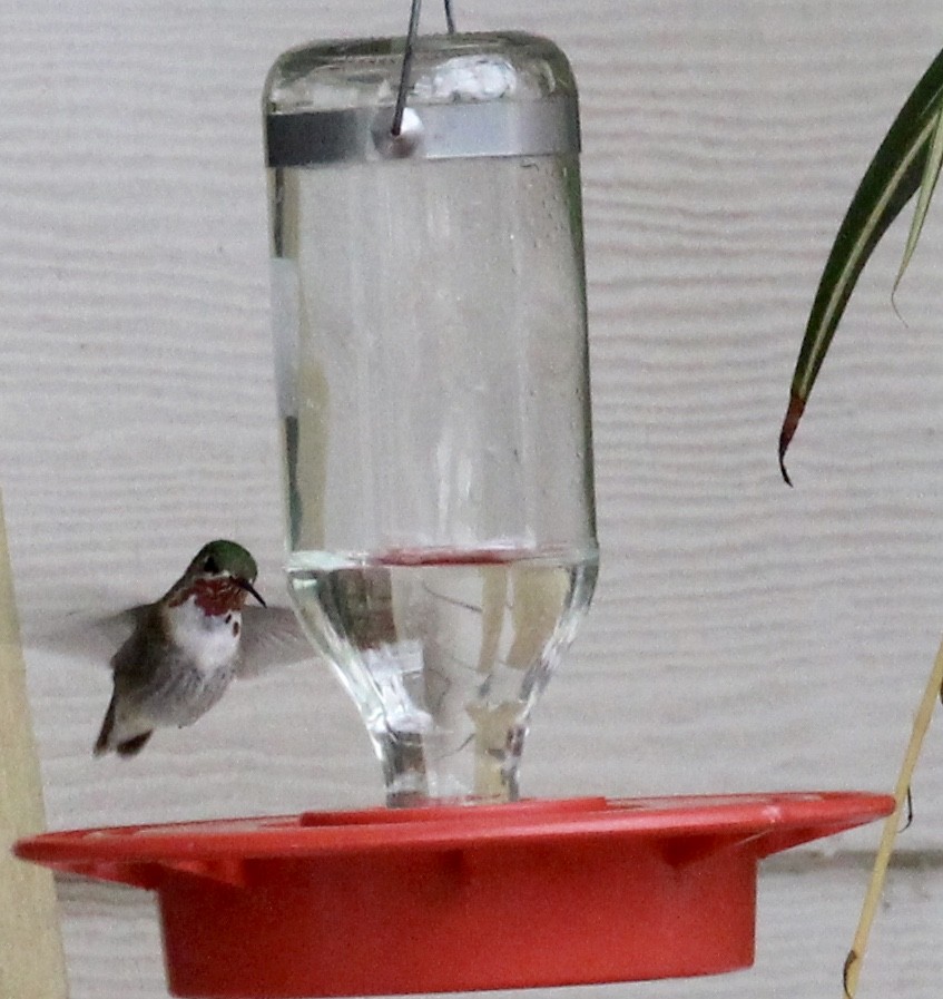 Calliope Hummingbird - ML300615061
