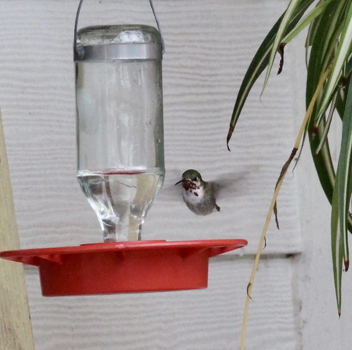 Calliope Hummingbird - ML300615081