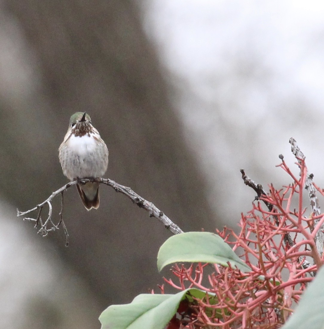 Calliope Hummingbird - ML300615091