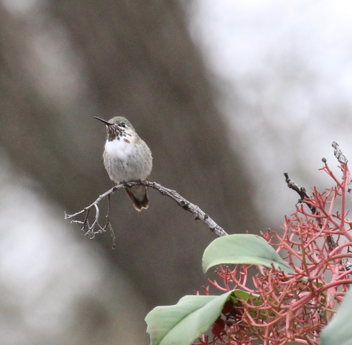 Calliope Hummingbird - ML300615101
