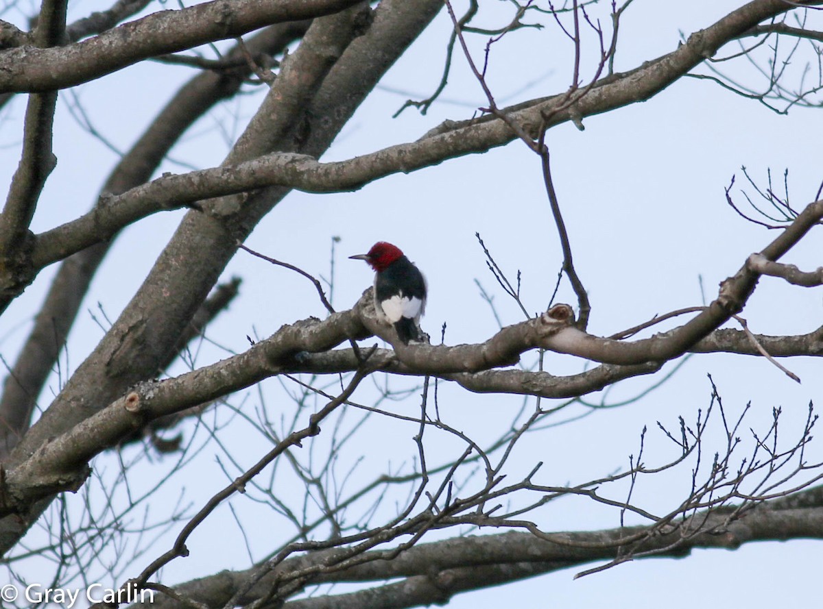 Red-headed Woodpecker - ML300615431
