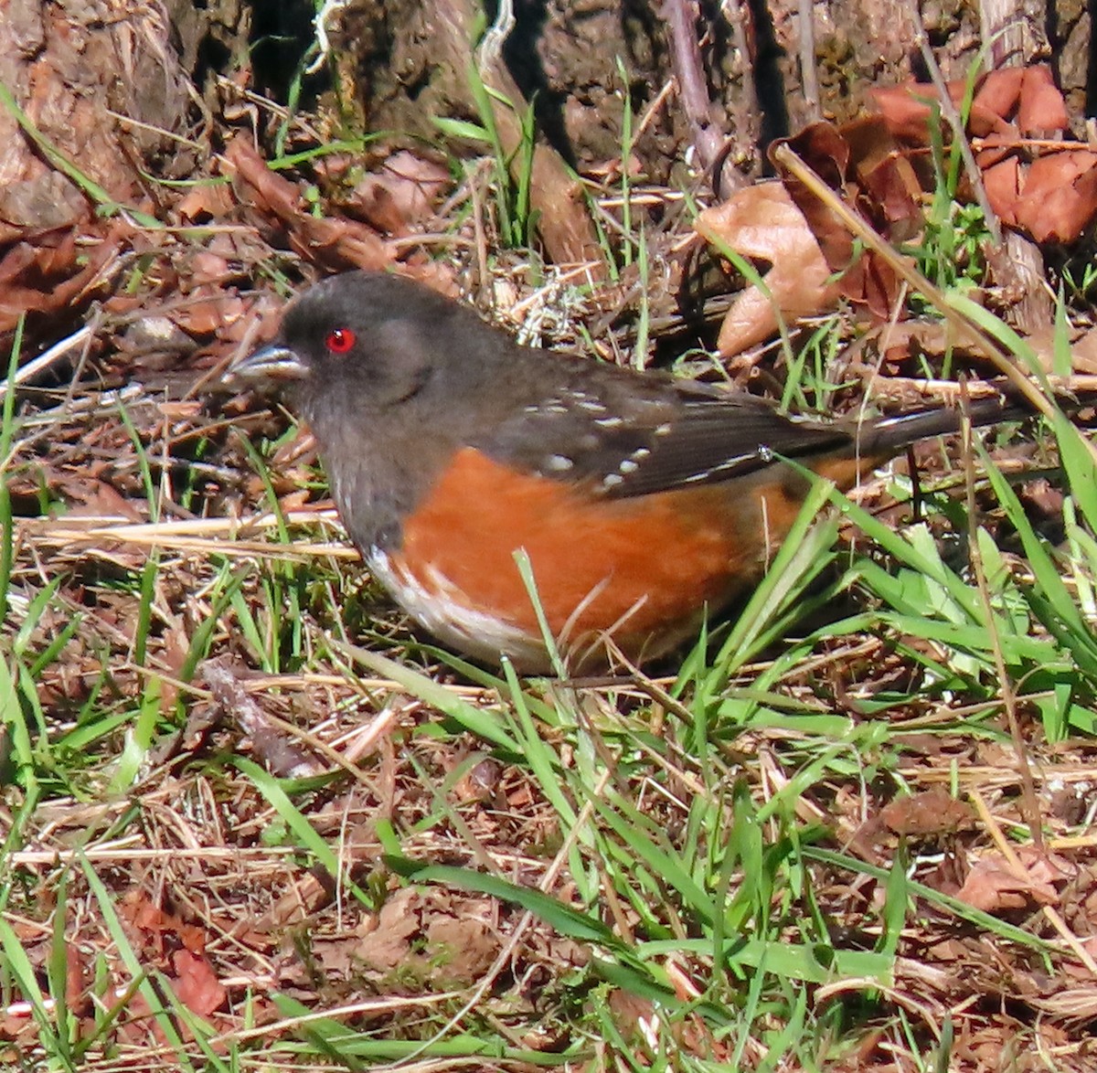 Spotted Towhee - Jim Scott