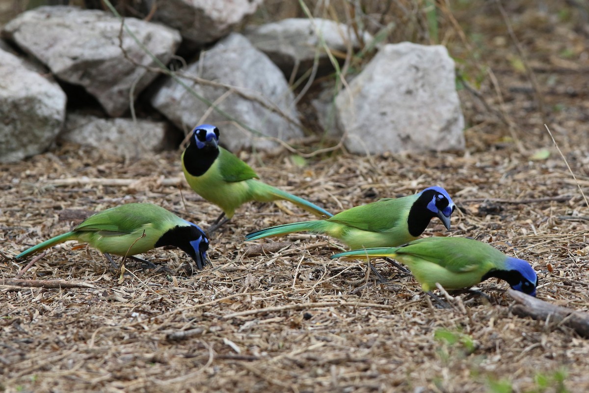 Green Jay - Don Brode