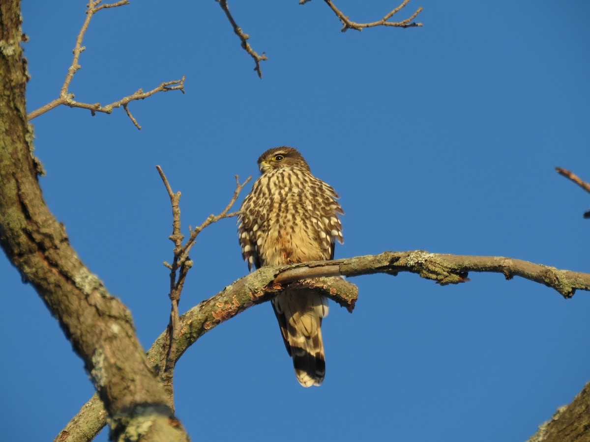 Merlin - ML300618851