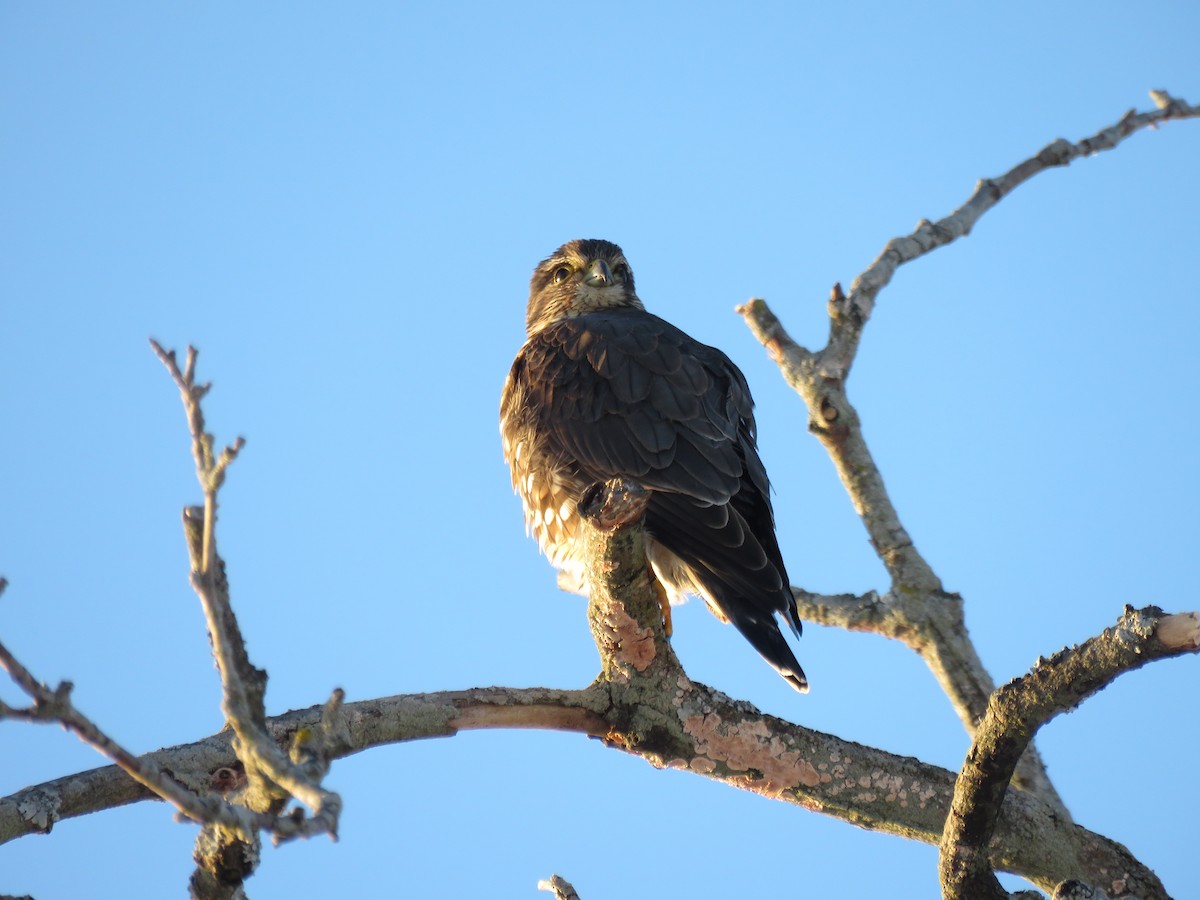 Merlin - Gavin Svenson