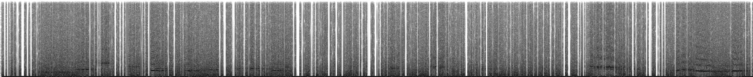 Méliphage carillonneur - ML300619071