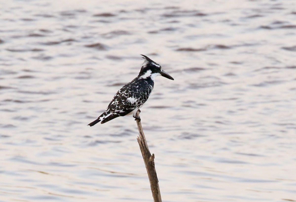 Pied Kingfisher - ML300619691