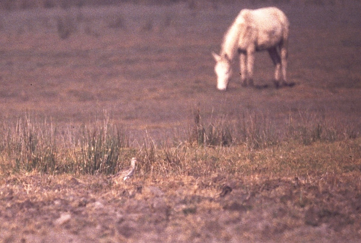 Zarapito Fino - ML30062101